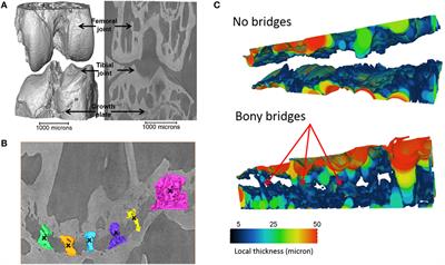 A Computed Microtomography Method for Understanding Epiphyseal Growth Plate Fusion